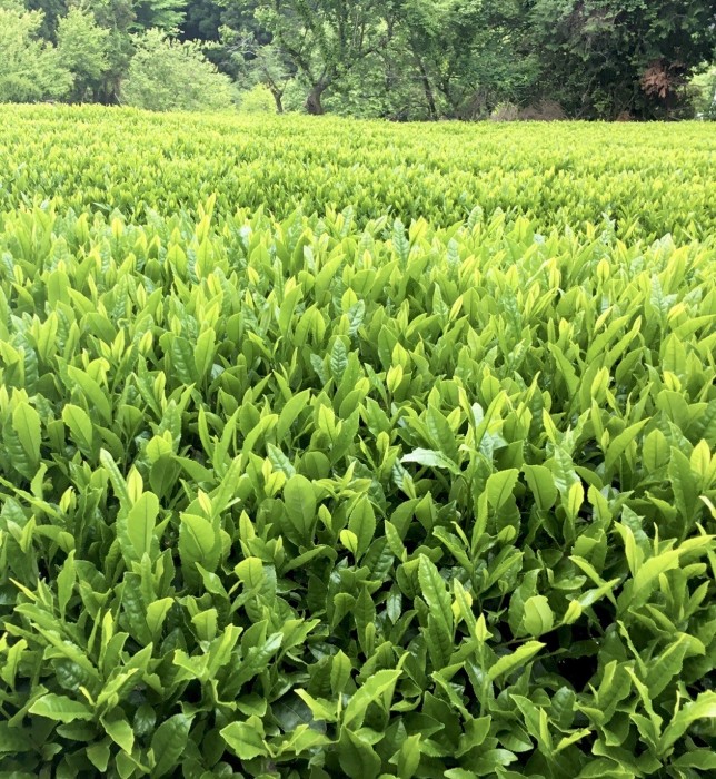 萌えるお茶の葉の様子の写真