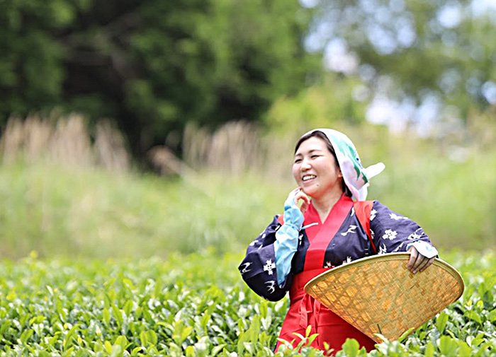 お茶摘みの様子の写真